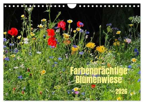 Farbenprächtige Blumenwiese (Wandkalender 2026 DIN A4 quer), CALVENDO Monatskalender: Blütenreichtum in farbiger Vielfalt (CALVENDO Natur)