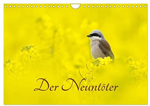 Der Neuntöter (Wandkalender 2026 DIN A4 quer), CALVENDO Monatskalender