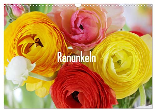 Ranunkeln (Wandkalender 2026 DIN A3 quer), CALVENDO Monatskalender: Fantastische, bunte Ranunkel-Porträts (CALVENDO Natur)