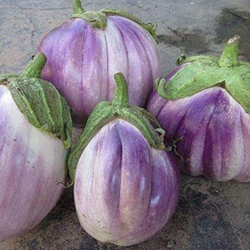 Viola Rotonda 100Pcs Semi di Melanzana Annuale di Verdure per la Casa Giardino Impianto Forte Adattabilità Crescita Veloce