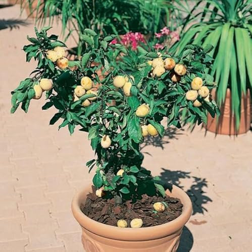 Susino nano 130 cm, pianta da frutto viola, susino nano da vaso, susine gialle, albero rustico resistente, foto reali