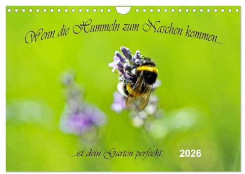 Wenn die Hummeln zum naschen kommen, ist dein Garten perfekt (Wandkalender 2026 DIN A4 quer), CALVENDO Monatskalender: Insekten in einer bunten Blütenwelt (CALVENDO Tiere)