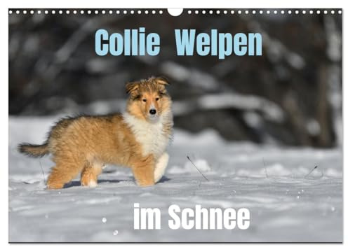 Collie Welpen im Schnee (Wandkalender 2026 DIN A3 quer), CALVENDO Monatskalender: Tobende Collie Welpen im Winter (CALVENDO Tiere)
