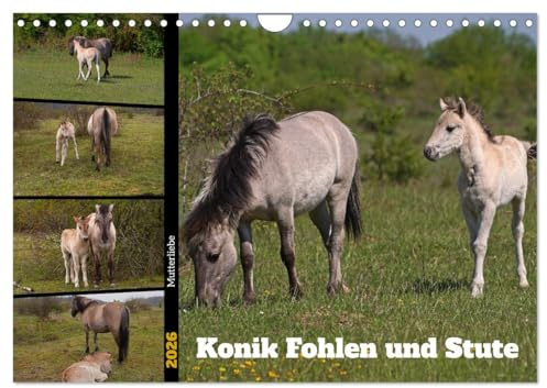 Mutterliebe - Konik Fohlen und Stute (Wandkalender 2026 DIN A4 quer), CALVENDO Monatskalender: Ausgewählte Fotos junger Konik Fohlen mit ihrer Mutter (CALVENDO Tiere)