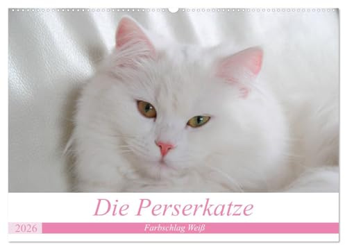 Die Perserkatze - Farbschlag Weiß (Wandkalender 2026 DIN A2 quer), CALVENDO Monatskalender: Unser geliebter Stubentiger (CALVENDO Tiere)