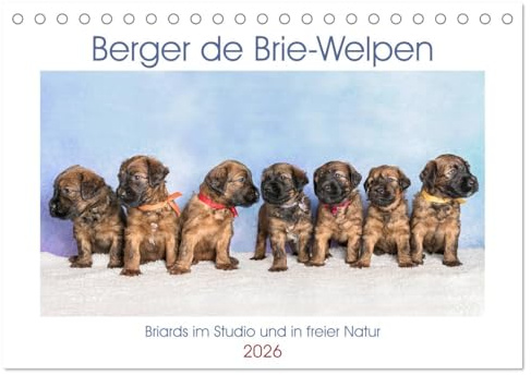 Berger de Brie - Welpen (Tischkalender 2026 DIN A5 quer), CALVENDO Monatskalender: Zauberhafte Briardwelpen entdecken spielerisch die Welt. (CALVENDO Tiere)