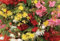 New Pack x6 Trailing Begonia Illumination® Mixed Summer Garden Plug Plants