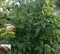 Magnolie - Schirmmagnolie - Magnolia tripetala - Blütengehölz