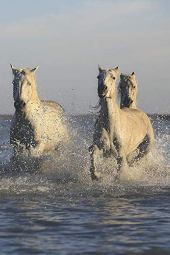 Pferde Tagebuch: Notizbuch / Tagebuch mit Pferde Motiv für Pferdefreunde | 120 Seiten