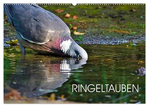Ringeltauben (Wandkalender 2026 DIN A2 quer), CALVENDO Monatskalender: Farbige Aufnahmen von Ringeltauben (CALVENDO Tiere)