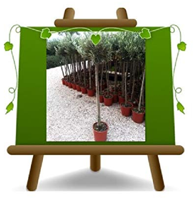 EURO PLANTS VIVAI Olivo Forma a Palla Pianta da Frutto - Altezza Fuori Vaso 70-90 cm - Età 4 Anni