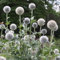 Ponak 30 Stück weiße Kugeldistel-Blumensamen