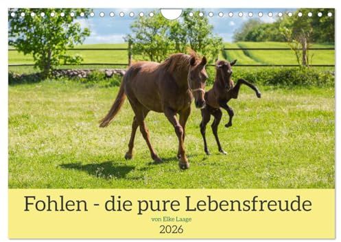 Fohlen - die pure Lebensfreude (Wandkalender 2026 DIN A4 quer), CALVENDO Monatskalender: Diese Pferdekinder sind voller Kraft und Energie (CALVENDO Tiere)