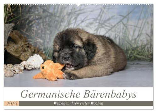 Germanische Bärenbabys (Wandkalender 2026 DIN A2 quer), CALVENDO Monatskalender: Zauberhafte Welpenbilder von Germanischen Bärenhunden. (CALVENDO Tiere)