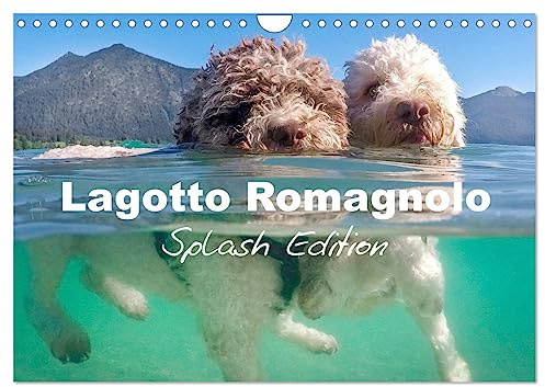Lagotto Romagnolo Splash Edition (Wall Calendar 2026 DIN A4 Landscape), CALVENDO 12 Month Wall Calendar: Unique impressions of the Lagotto Romagnolo, a breed that adores water (CALVENDO Places)