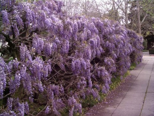 Tree Seeds Online - Wisteria Sinensis (Blue) Chinese 2 Large Seeds - 2 Packs