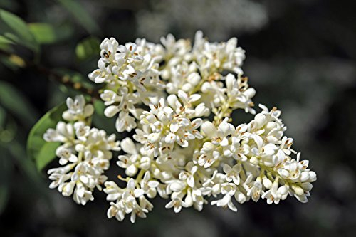 gemeiner Liguster Rainweide Ligustrum vulgare 150 Samen
