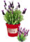 P. Piantine da Orto | Lavanda Stoeaches, Pianta in Vaso Diametro 14 cm, Pianta Pronta per il Trapianto, Pianta Vera da Esterno, Piantina Aromatica per Balcone o Terrazzo, Vivaio Italiano