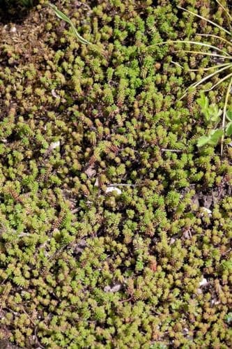 Sedum sexangulare ca. 9x9 cm Topf - Mauerpfeffer, gelbe Blüten, Blütezeit Juni-August, ideal für Steingärten, trockenheitsresistent, pflegeleicht