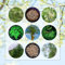 80 Pcs Moringa Samen Bio - Bonsai Nachhaltige Geschenke Für Frauen (Moringa Oleifera) Kletterpflanzen Winterhart Schnellwachsend Garden Bonsai-Baum, Hochbeet Balkon Zimmerpflanzen