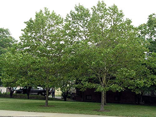 500 amerikanische Platane-Baum-Samen, Platanus occidentalis,