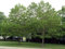 500 amerikanische Platane-Baum-Samen, Platanus occidentalis,