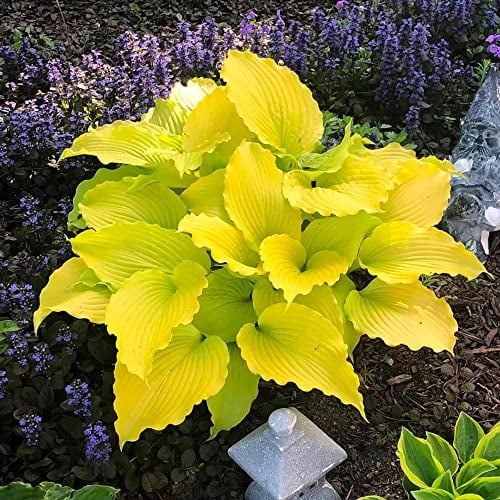 funkien pflanze winterhart samen Hosta - zimmerpflanze saat pflanze wildblumensamen mehrjährig winterhart balkon deko praktische geschenke flowers topfpflanzen draußen 450 Stück