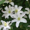 Clematis 'Huldine' - Mehrjährige Kletterpflanze