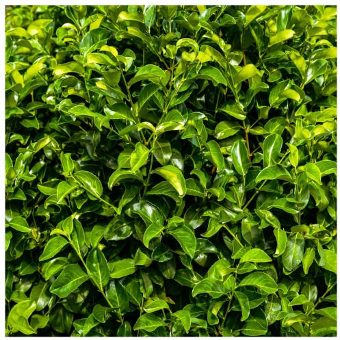 50 Cherry Laurel Fast Growing Evergreen Hedging Plants 30-50cm Tall Potted 3fatpigs®