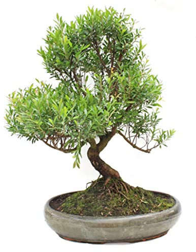 Bonsái Natural de Syzigium Buxifolium Árbol Resistente