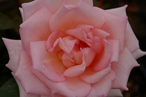 Baumschule Pflanzenvielfalt Edelrose Crystal Dream® - Rosa Crystal Dream® - Teehybride - Hellrosa - Duft+