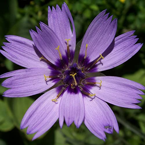 6 x Blaublühende Rasselblume - Catananche Caerulea Topf 9x9cm: Blaue Blüten, trockenheitsresistent, für sonnige Standorte.