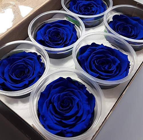mamikatou Roses éternelles Rose Bleu foncé ou stabilisées vendues par 6