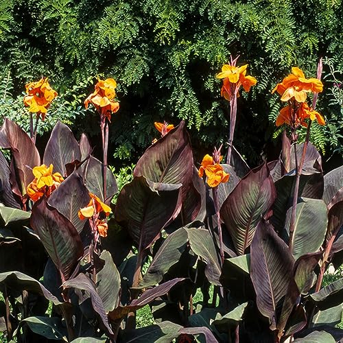6 pcs knollen canna pflanzen winterhart - winterharte kübelpflanzen gartenblumen,Canna indica,cannas Canna Lily zwiebeln blumenzwiebeln mehrjährig winterhart balkonpflanzen winterhart