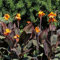 6 pcs knollen canna pflanzen winterhart - winterharte kübelpflanzen gartenblumen,Canna indica,cannas Canna Lily zwiebeln blumenzwiebeln mehrjährig winterhart balkonpflanzen winterhart