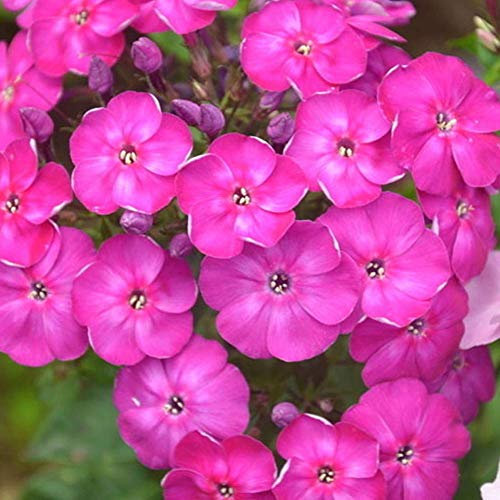 Phlox Seeds 30+ (Drummondii Hook) Graines de fleurs pour la maison/jardin/extérieur/cour/plantation de ferme