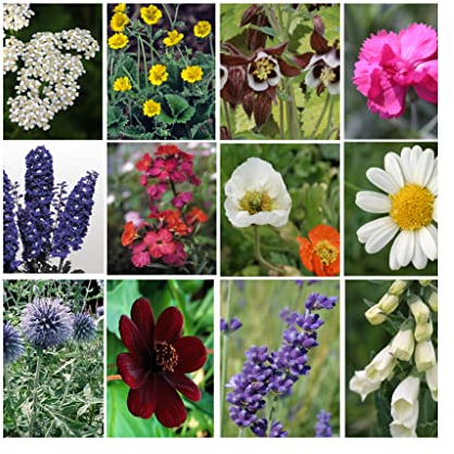 6 Pack of Hardy Perennial Cottage Garden Plants in 9cm pots. 6 Different Varieties - Each Variety Labelled. Fantastic Hardy Plants. 6 Plants All Different.