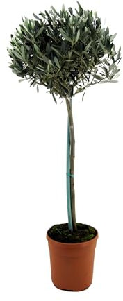 Plant in a Box - Olea Europaea - Oliviers sur tige - Pot 27cm - Hauteur 150-170cm