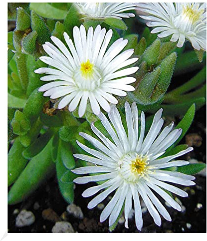 BALDUR Garten 3x Winterharte Eisblume White Wonder, Pflanzen im 9x9 cm-Topf