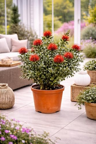 Metrosideros excelsa 40–60 cm – Neuseeländischer Weihnachtsbaum, exotische Kübelpflanze, immergrün, rote Blüten, Südseemyrte, Eisenholzbaum, winterhart bedingt, Terrasse & Balkon