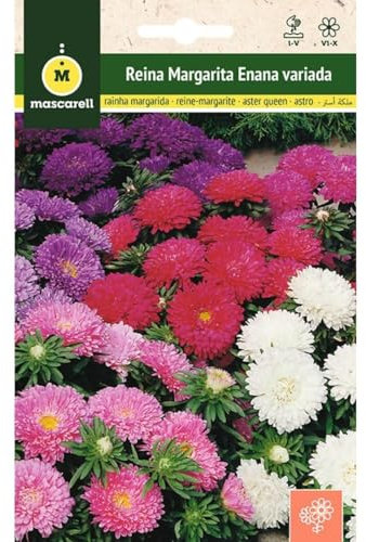 Mascarell Semillas, REINA MARGARITA ENANA VARIADA, Semillas Flores Exterior para Decoración, 1 Gramos