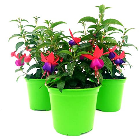 POWERS TO FLOWERS - FUCSIA 3 PIANTE, VASO 14CM DIAMETRO, piante vere