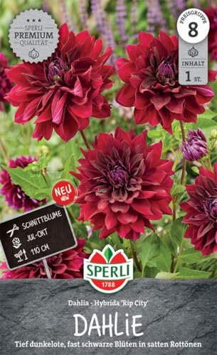 Sperli Dekorative Dahlie Rip City 267716 - Tief dunkelrote, fast schwarze Blüten in satten Rottönen und einer Wuchshöhe von 110 cm und Inhalt für eine Pflanze - Saatgut
