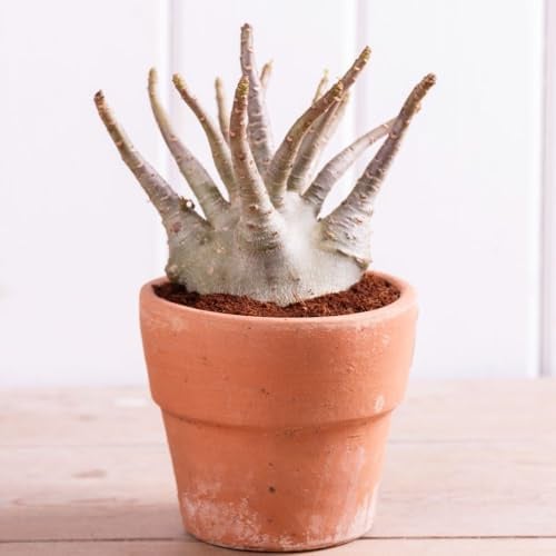 Adenium ‘Ansu Baobab’ – Rare Miniature Desert Rose, Drought-Tolerant Indoor Houseplant, Mini ‘Tree of Life’, Easy-Care Succulent, 15cm Pot x 2, By Thompson & Morgan