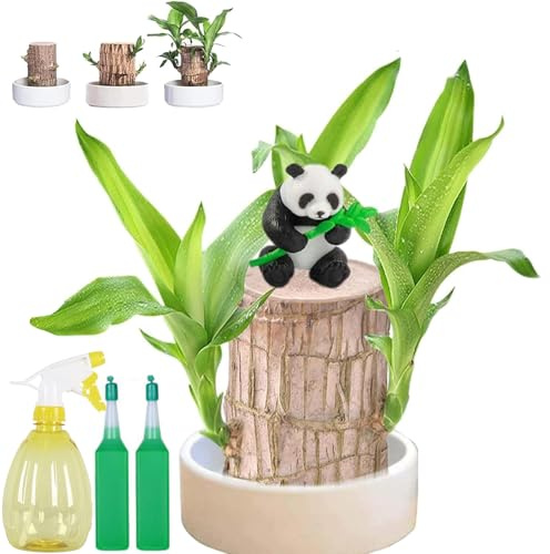 Brasilianische Glücksholzpflanze, 10 cm Glücksbambus Pflanze Mit Mönchsfigur, Hydrokultur Topfpflanzenstumpf, Glücksholz Holzpflanze, für Terrarium, Garten, Studentenwohnheim, Wohnzimmer (B)