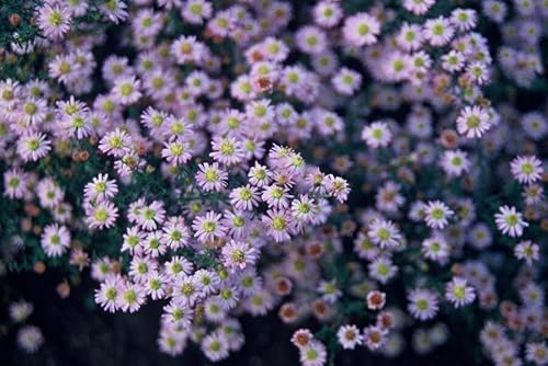 Wild-Aster Aster ageratoides 'Stardust' – 10-25cm – Ø9cm – 6 Pflanzen – Weißer Herbstblüher – Bienenfreundlich – Pflegeleicht
