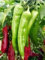 Semi di pepe 200 Hot Chili Pepper Big Jim:Seeds