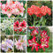 4 pcs amaryllis zwiebel winterharte balkonpflanzen, blumendeko, balkongarten amaryllis zwiebeln, balkonblumen, blumen garten, winterfeste pflanzen für kübel, pflanztöpfe, gartenpflanzen