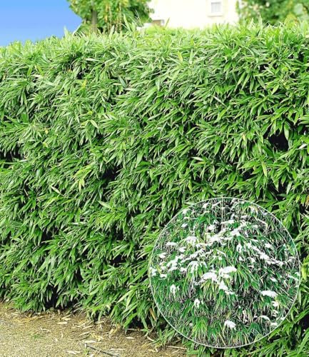 BALDUR Garten 5x Winterharte Bambus-Hecke; Pflanzen im 2-Liter Topf