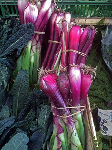 Cebolla Roja de Florencia (Allium cepa) - aprox. 500 semillas